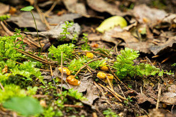 A small family of small, freshly grown chanterelle mushrooms 