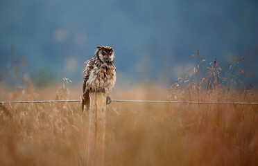 Long eared owl on a perch preening after a rain shower