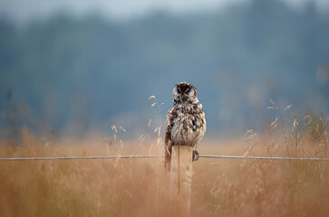 Long eared owl on a perch preening after a rain shower