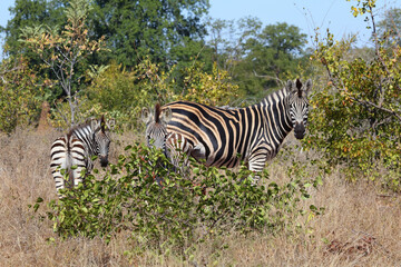 Steppenzebra / Burchell's zebra / Equus burchellii....