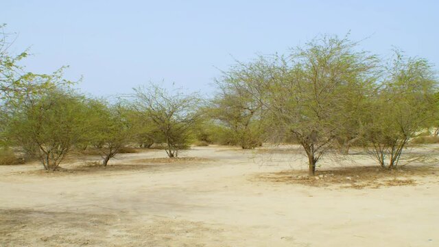 Bahrain desert with trees, landscape