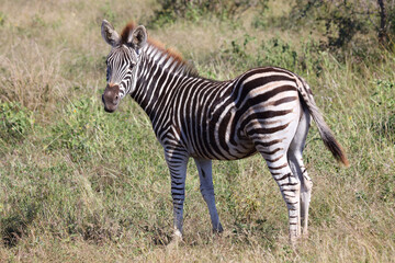 Steppenzebra / Burchell's zebra / Equus burchellii....