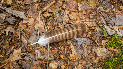 A striped bird feather lies on the ground in the forest 