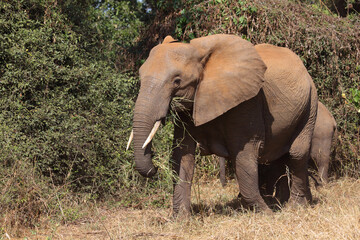 Fototapeta premium Afrikanischer Elefant / African elephant / Loxodonta africana