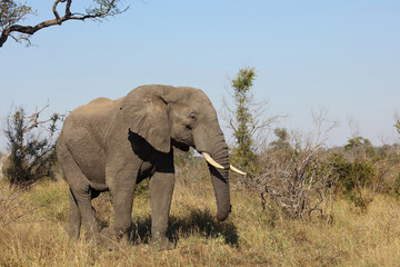 Afrikanischer Elefant / African elephant / Loxodonta africana