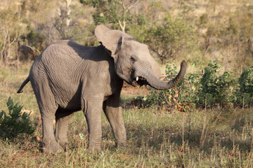 Fototapeta premium Afrikanischer Elefant / African elephant / Loxodonta africana.
