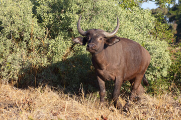 Fototapeta premium Kaffernbüffel / African buffalo / Syncerus caffer