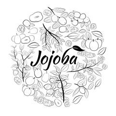 Set of hand drawn jojoba branches with fruits, flowers and leaves. Jojoba plant collection. Vector illustration botanical. Elements for menu, label, packing design.