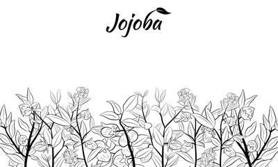 Set of hand drawn jojoba branches with fruits, flowers and leaves. Jojoba plant collection. Vector illustration botanical. Elements for menu, label, packing design.