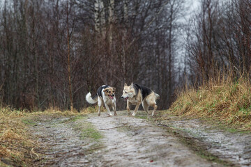 Mixed breed dogs at walk on dirty country road