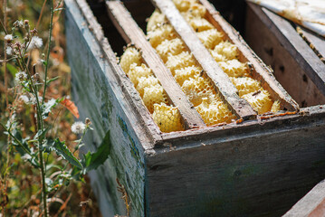 Honeycomb in an old hive.