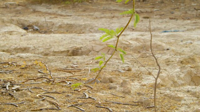 Leaves on a twig, stones and sand in a desert in Bahrain