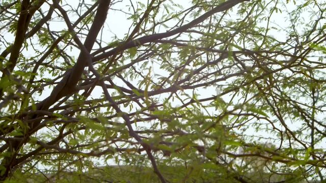 Leaves on tree branches moving in wind, medium shot
