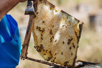 Beekeeper hands at work on his apiary with honeycomb by the beehive.