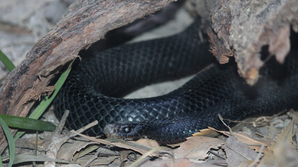 A Red-bellied Black Snake coiled in a log. Pseudechis porphyriacus