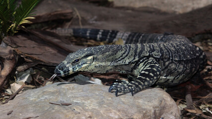 A Lace Monitor climbing on a rock with its tongue hanging out. Varanus varius