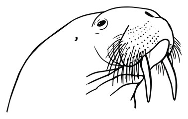 Walrus Head Outline Clipart Drawing