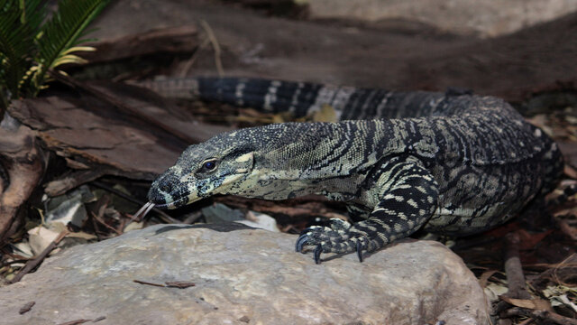 A Lace Monitor climbing on a rock with its tongue hanging out. Varanus varius