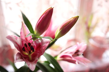 large blooming homemade pink lilies bloom and smell