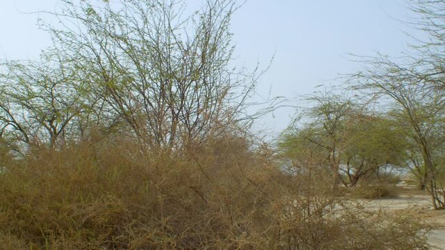 Plants growing outside of Riffa, Bahrain landscape