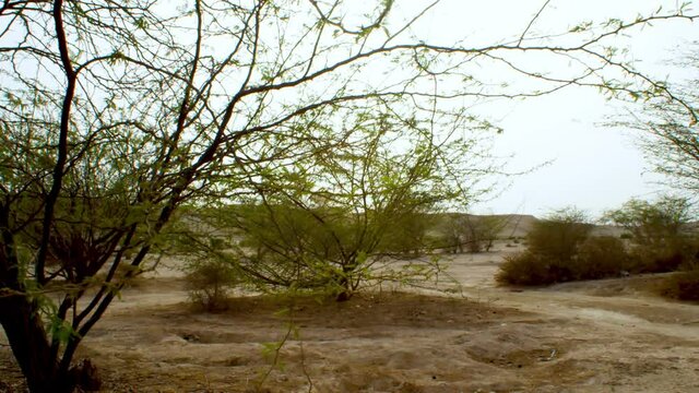 Bushes and trees in desert in Bahrain moving slightly in wind