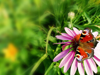 Beautiful Peacock butterfly stock images. Colourful butterfly sitting on echinacea angustifolia stock photo. Aglais io, european peacock butterfly on a green background