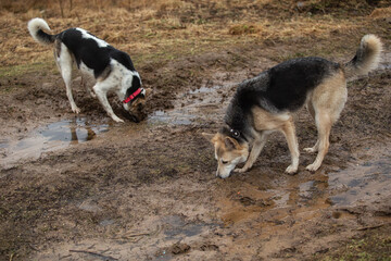 Dogs digging a hole at dirty contryroad