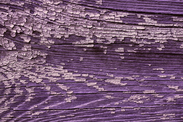 Grunge purple wood texture with scuffs and inclusions. Natural vintage textured wood close-up