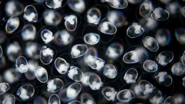 Eggs with Mollusca Nudibranchia embryos under a microscope, possibly Superfamily Fionoidea. They are attached to algae. Next stage, veliger, will float in water column. Barents Sea