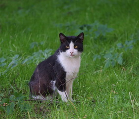 Naklejka na ściany i meble A black-and-white yellow-eyed cat is sitting in the green grass