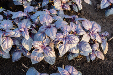 Purple basil plantation, fresh organic purple basil growing in the garden Top view of many fresh purple basil leaves. Green garden natural organic products.