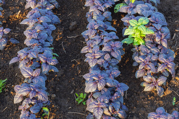 Purple basil plantation, fresh organic purple basil growing in the garden, view of a variety of fresh purple basil leaves. Greenery, green garden natural organic products.