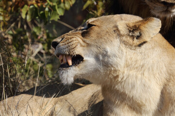 Afrikanischer Löwe / African lion / Panthera leo.