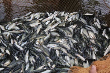 carp fish fingerling seed ready for sale to fish farmer during rainy breeding season
