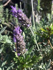 Lavanda florecida