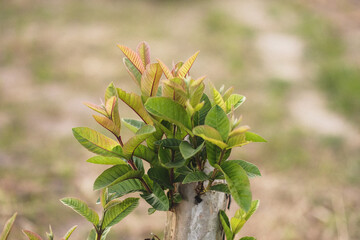 New guava leaves after the tree had been trimmed. Image contain with grain effect