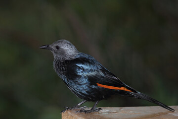 Rotschwingenstar / Red-winged starling / Onychognathus morio.