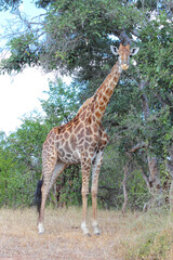 Giraffe / Giraffe / Giraffa camelopardalis