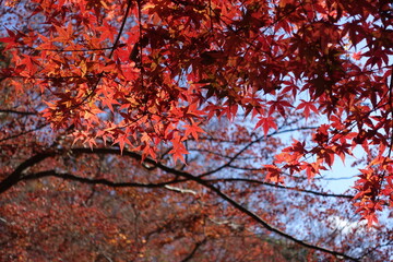 red maple tree