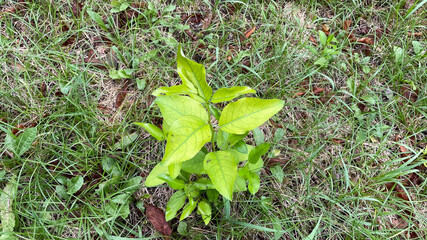 leaves on the ground