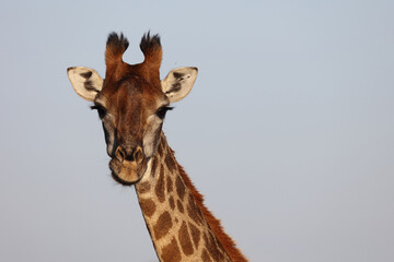 Giraffe / Giraffe / Giraffa camelopardalis