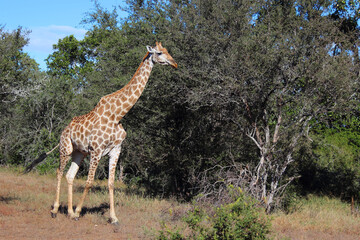 Giraffe / Giraffe / Giraffa camelopardalis