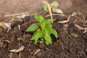 Young chili plants grow in the garden