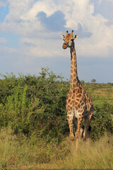 Giraffe / Giraffe / Giraffa Camelopardalis