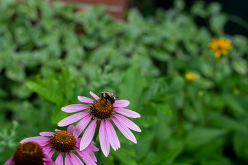 Bumble Bee pollinating a purple cone flower in a garden