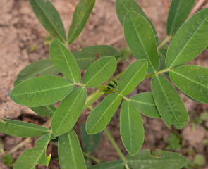 Top view of a peanut plant