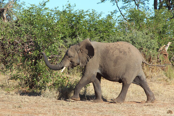 Afrikanischer Elefant / African elephant / Loxodonta africana...