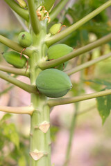 Young papaya fruit on the tree