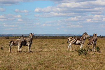 Fototapeta na wymiar Steppenzebra / Burchell's zebra / Equus burchellii....