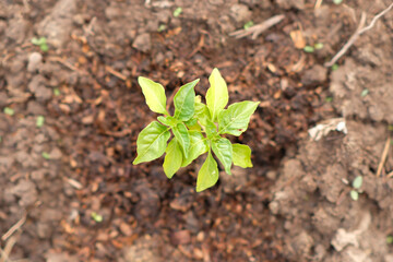 Young chili plants grow in the garden